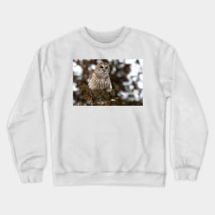 Barred Owl - Kanata Crewneck Sweatshirt